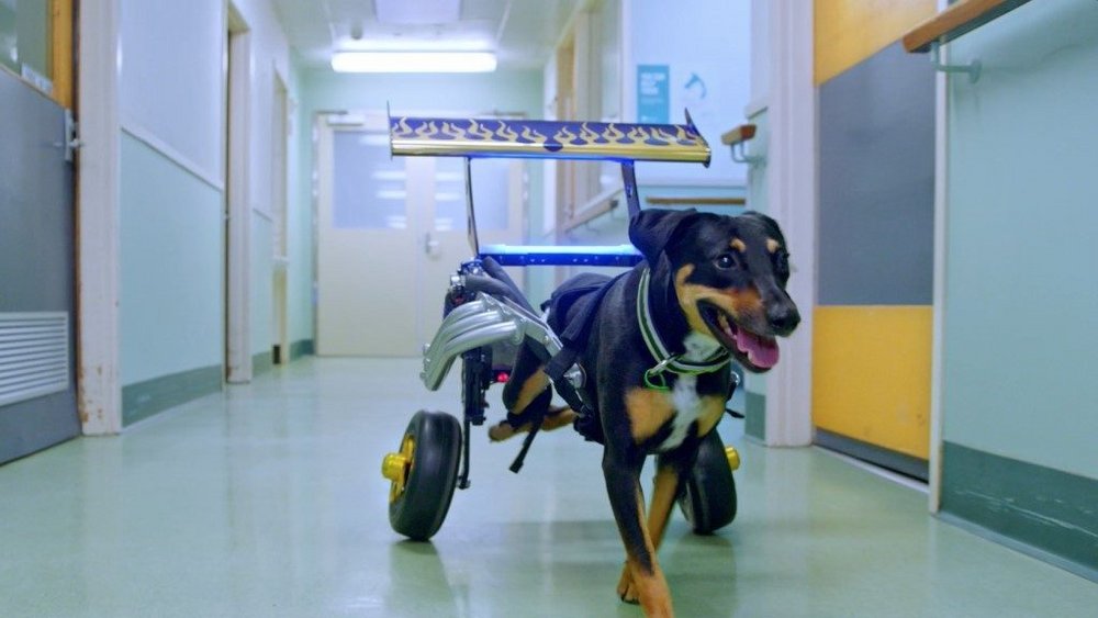 Body image for Animal Hospital meets Fast & Furious in RACV pet cover campaign