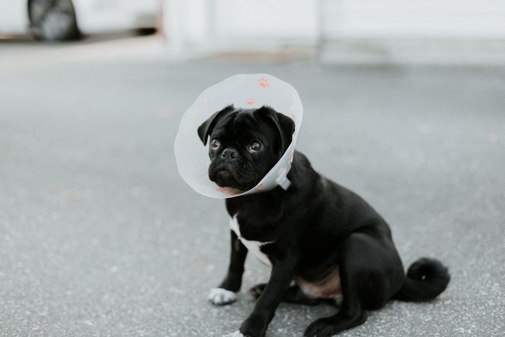 Body image for Attention and advertising: the dog cone conundrum