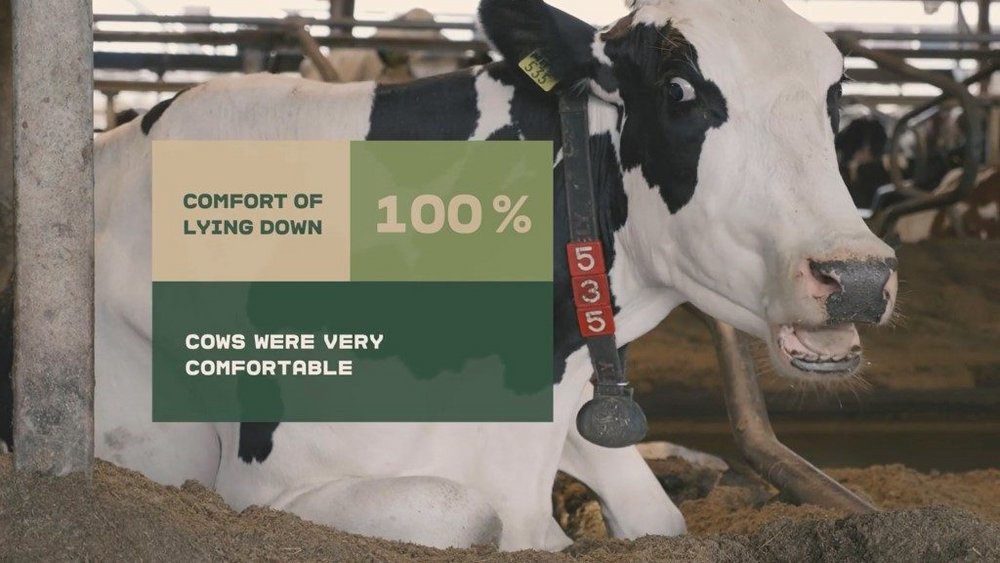 Body image for Arla’s cow’s life app shows off happy herd to dairy sceptics