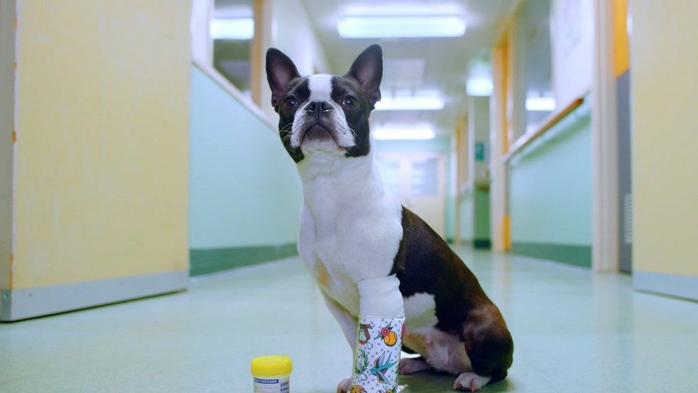 Body image for Animal Hospital meets Fast & Furious in RACV pet cover campaign