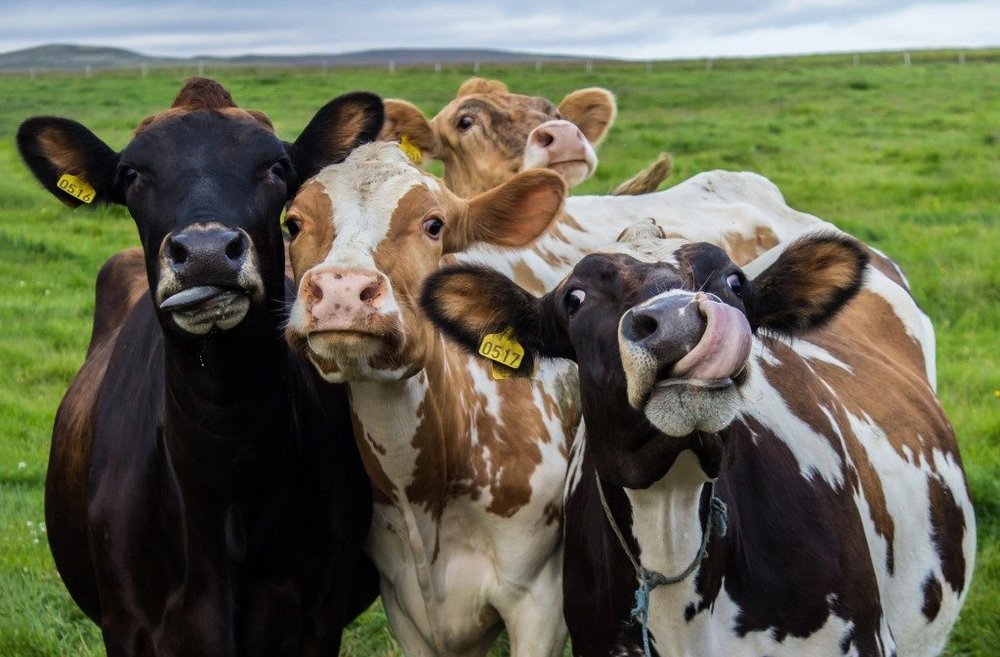 Body image for Arla’s cow’s life app shows off happy herd to dairy sceptics