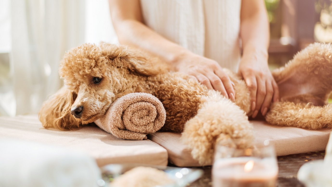 Header image for article Anthropomorphism and the pet care boom