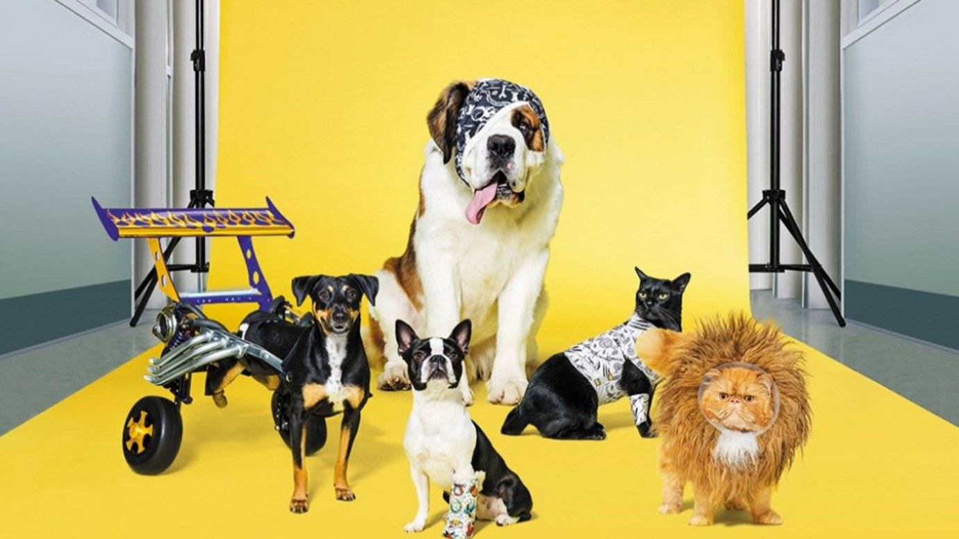 Header image for article Animal Hospital meets Fast & Furious in RACV pet cover campaign