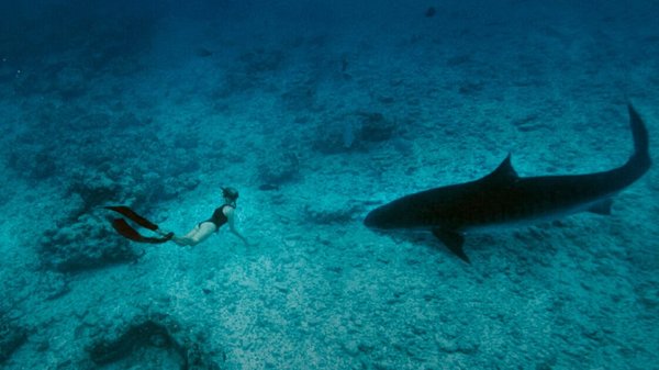 Modibodi shark stunt drives brand growth