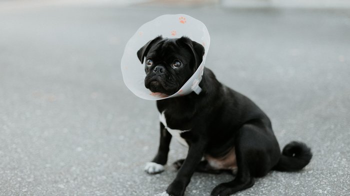 Attention and advertising: the dog cone conundrum