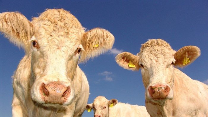 Arla’s cow’s life app shows off happy herd to dairy sceptics
